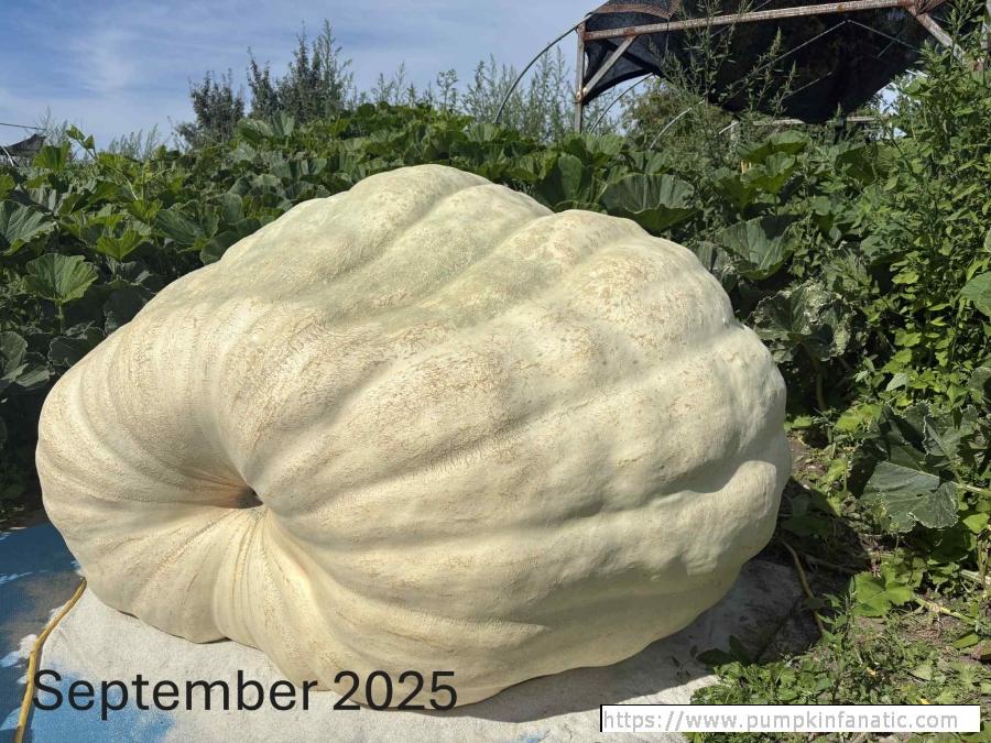 fruitImages/1965 Weber 2025B.jpg